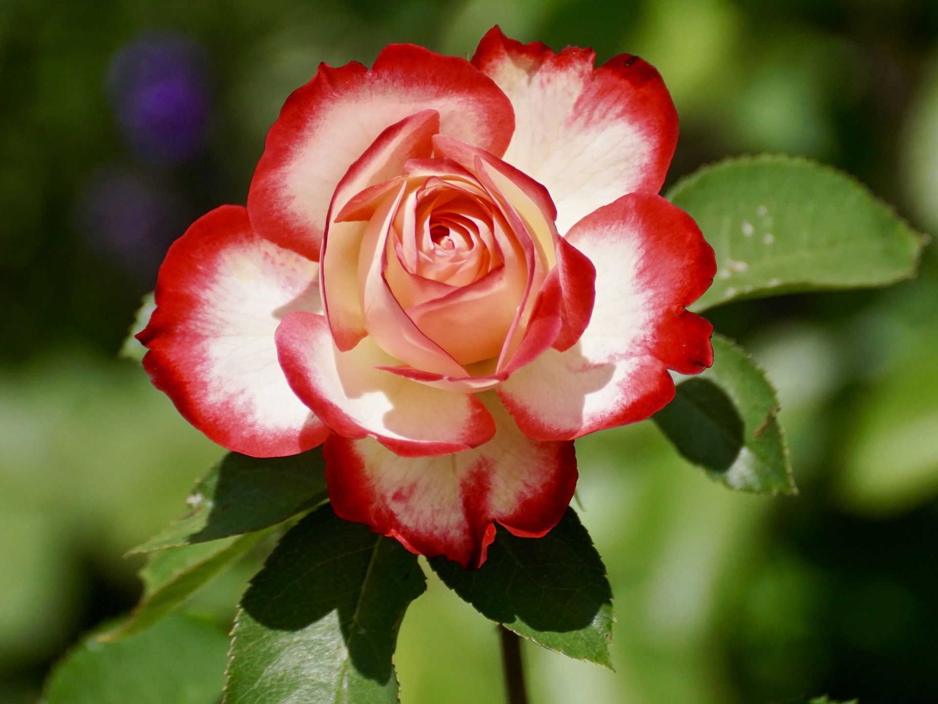 Furlanetto Stefania